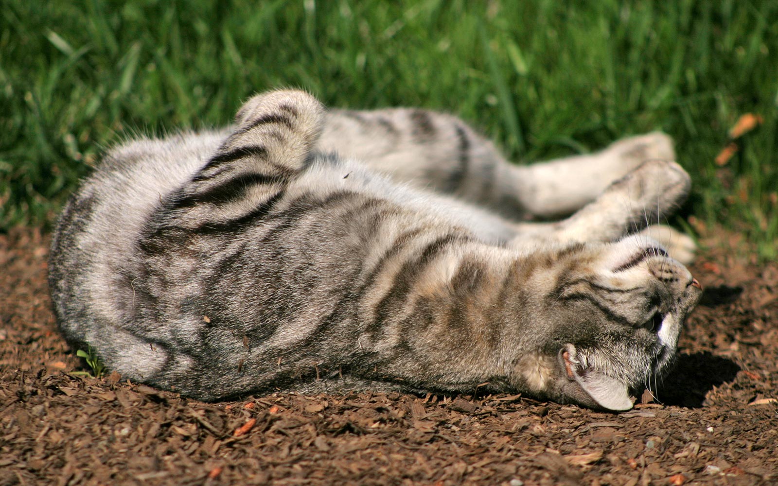 animal communication newsletter