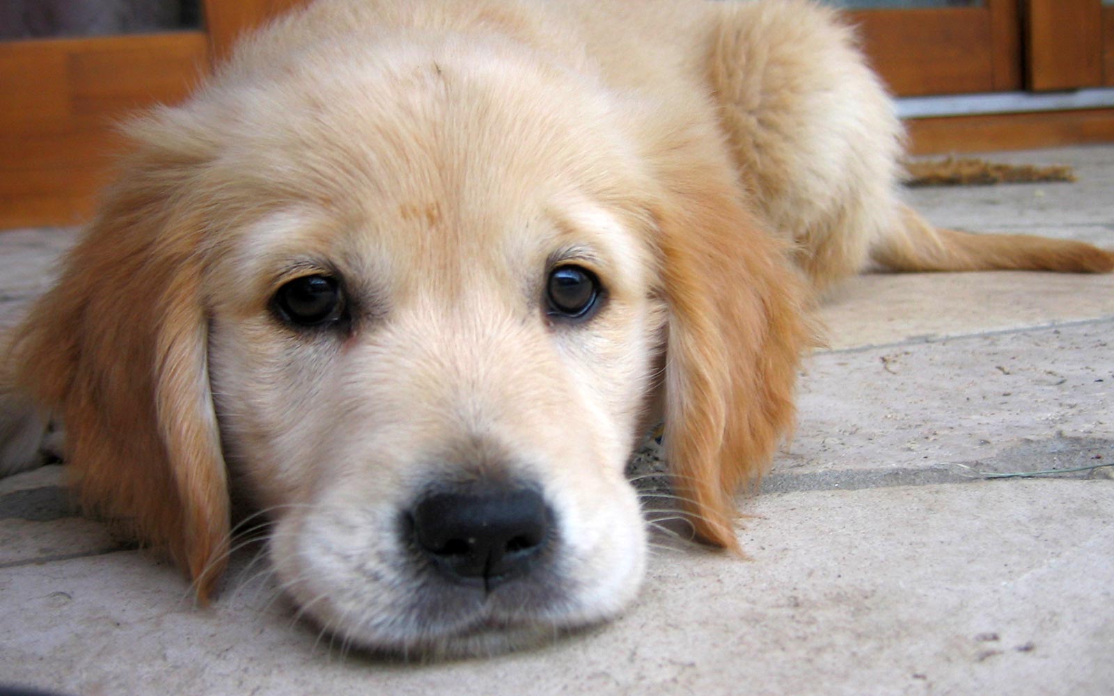 animal communication